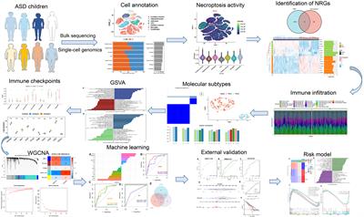 Combination of machine learning-based bulk and single-cell genomics reveals necroptosis-related molecular subtypes and immunological features in autism spectrum disorder